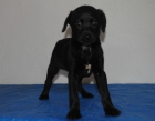 Se vende preciosa cachorra de labrador negra - mejor precio | unprecio.es