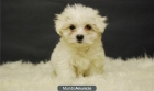 preciosos bichon maltes de 1º calidad,muy buena linea; - mejor precio | unprecio.es