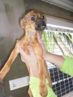 Cachorrita desnutrida - mejor precio | unprecio.es