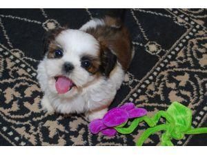 Cachorro macho de Shih Tzu para el hogar de cuidado.