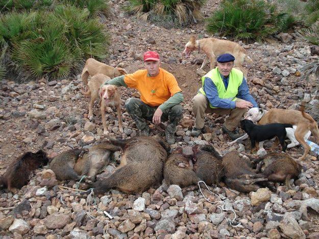 Camada de Jagd terrier