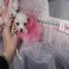 Chihuahua mini de pelo largo - mejor precio | unprecio.es