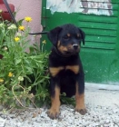 excelente camada de rottweiler - mejor precio | unprecio.es