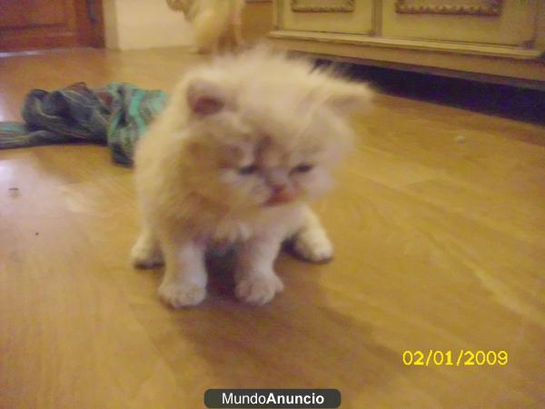 GATOS PERSA