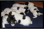 Jack Russell cachorros salen de finales de enero! - mejor precio | unprecio.es