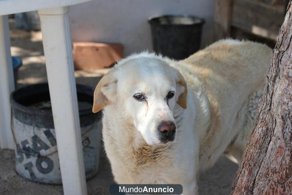 PERRO DESAPARECIDO