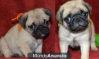 Precioso cachorros pug - mejor precio | unprecio.es