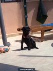 regalo cachorro encontrado, adiestrado, obediente y muy cariñoso - mejor precio | unprecio.es