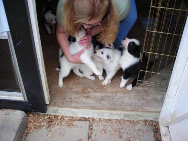 Regalo Cachorros Border Collie