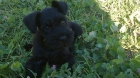 Schnauzer mini negro - mejor precio | unprecio.es