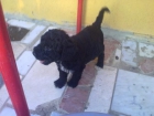 vendo Perros de Agua - mejor precio | unprecio.es