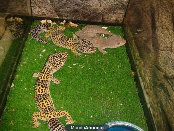 Venta de Geckos