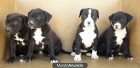 CACHORROS PITBULL TERRIER 160€ (3ªCAMADA) - mejor precio | unprecio.es