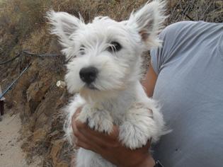 cachorros WESTY con PEDIGREE