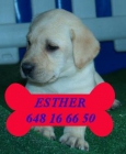 Labrador, ¡Tu cachorro económico - mejor precio | unprecio.es