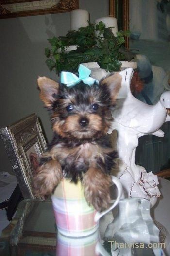 Masculino y femenino encantador Teacup Yorkie cachorros ahora disponible