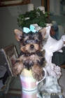 Masculino y femenino encantador Teacup Yorkie cachorros ahora disponible - mejor precio | unprecio.es