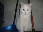 Preciosa gatita blanca en adopcion - mejor precio | unprecio.es