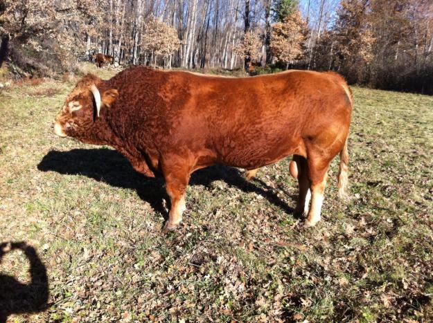 Toro Limusin en el Bierzo