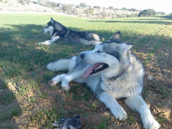 vendo alaskan malamute