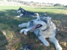 vendo alaskan malamute - mejor precio | unprecio.es