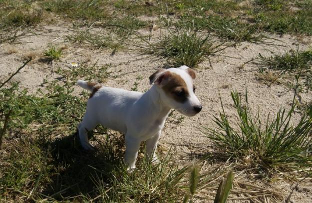 Autenticos Jack Russell pata corta