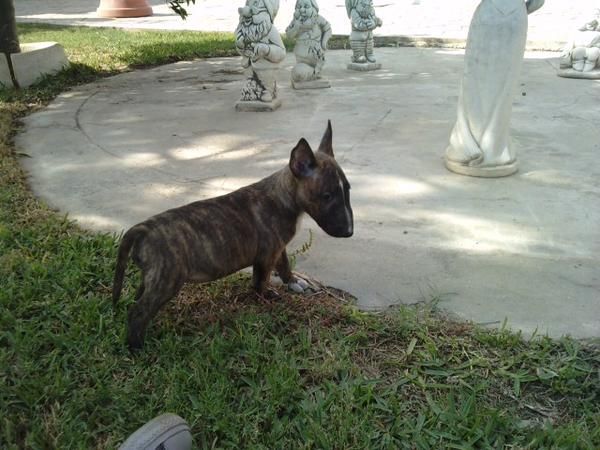 BULLTERRIER MINIATURA.