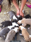 Cachorros de Pitbull - mejor precio | unprecio.es