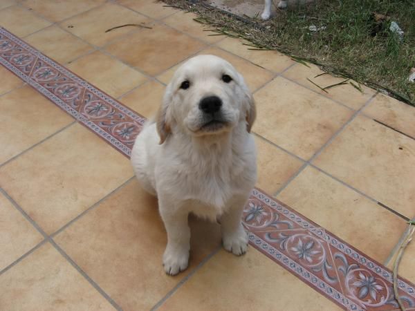 CACHORROS GOLDEN RETRIEVER