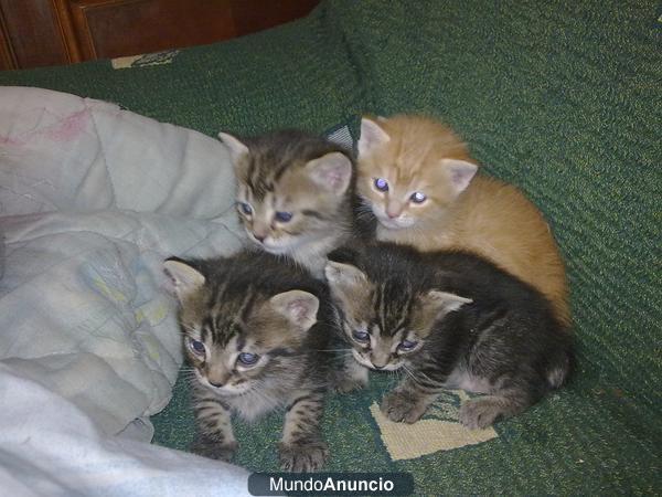 Gatitos preciosos