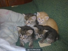 Gatitos preciosos - mejor precio | unprecio.es