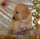 Labrador ¡el excelente cachorro que deseas! - mejor precio | unprecio.es