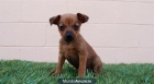 Listos para entregar Pinscher Miniatura con pedigree y documentacion - mejor precio | unprecio.es