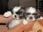 Regalamos o vendemos barato  cachorros Tzi -Tzu - mejor precio | unprecio.es