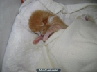 regalo gatitos bebes - mejor precio | unprecio.es