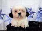 Shih tzu bicolor , muy bonitos - mejor precio | unprecio.es