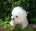 BICHON FRISE CACHORRITOS A LA VENTA - mejor precio | unprecio.es