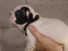 BULLDOG FRANCES 550E - mejor precio | unprecio.es