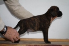 Cachorros boxer - mejor precio | unprecio.es