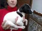 Camila con 2 mesesitos sufriendo las desgracias de una raza - mejor precio | unprecio.es