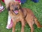 Freddy busca hogar ( Adopcion ) - mejor precio | unprecio.es