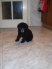 hembrita caniche toy negra 275 euros!! - mejor precio | unprecio.es