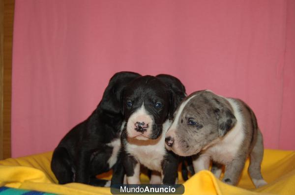 Impresionante camada dogos alemanes