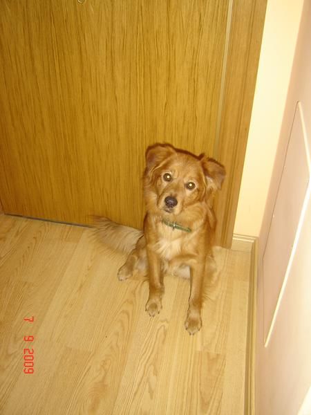 SE REGALA PERRO