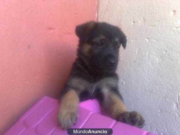 SE VENDE PASTOR ALEMAN DE 3 MESES