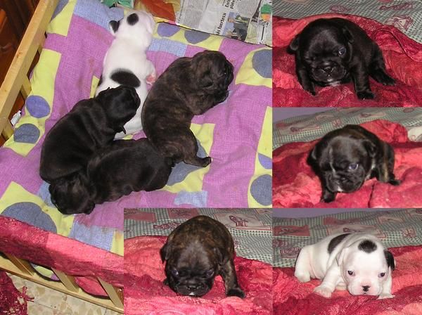 vendo camada de bulldog frances.