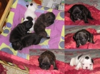 vendo camada de bulldog frances. - mejor precio | unprecio.es