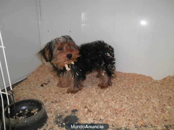 YORKSHIRE TERRIER EN MADRID