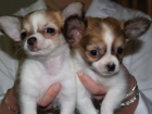 ¡Chihuahua,excelentes cachorros - mejor precio | unprecio.es