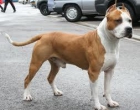 cachorros american stanford terrier - mejor precio | unprecio.es